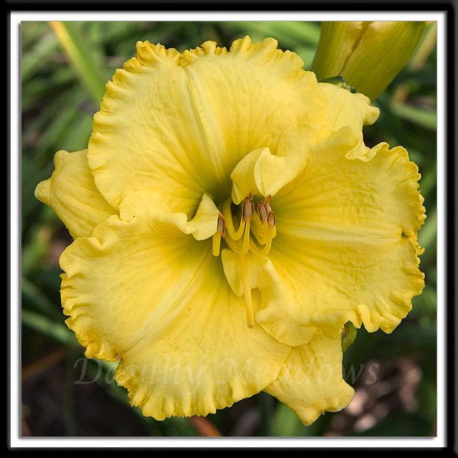 Daylily Supersonic Blond Alternate Image